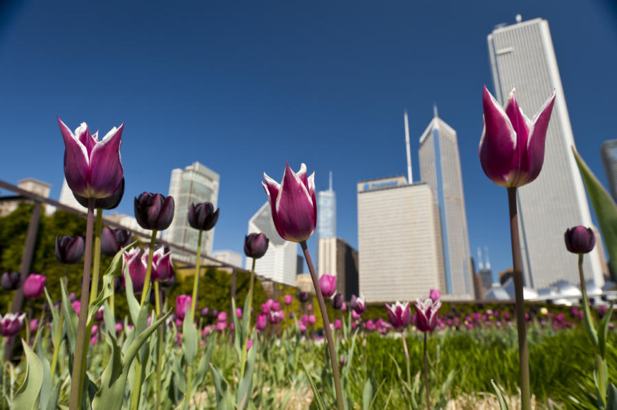Purple tulips bloom during the spring time in Chicago with scenic downtown buildings in the background.
